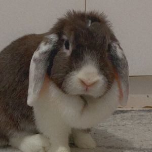 Meet your Posher, Minjun